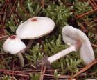 Mushrooms with long stalk