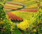 autumn landscape in the Vineyard