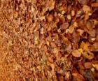 Fallen leaves on the ground, a typical image of autumn