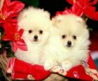 two dogs next to a Christmas plants