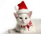 white cat with Santa Claus hats