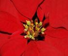 Christmas flower - Poinsettia