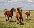 A herd of horses running through the Meadow next to the farm