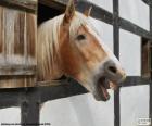 Horse looking out of stable window