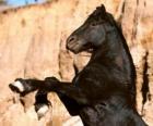 Horse standing on rear legs, wild horse, stallion