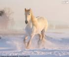 A magnificent white horse running in the snow