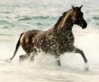 Horse trotting on the sea