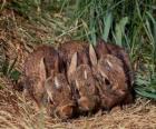 Three bunnies waiting for her mom