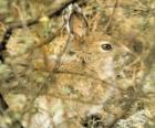 The brush rabbit