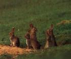 Family of rabbits out of their burrows
