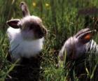Two young rabbits in the grass