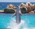 Dolphin making a trick in an aquarium pool