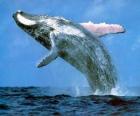 Whale jumped