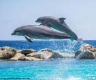 Two dolphins jumping
