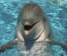 Friendly dolphin