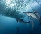 Dolphin fishing sardines