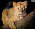 A young lion on a branch of a large tree