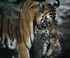 Tigre carrying her baby