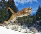 Puma leaping