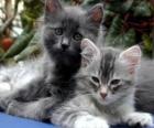 Two kittens resting