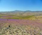 The Atacama desert in Chile florid