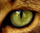 green-eyed cat