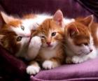 Three white and brown kittens