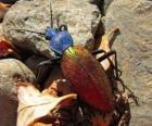 The beetle peorro - Chile -