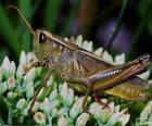 Grasshopper