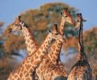 Group of four giraffe
