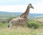 Giraffe looking at the landscape