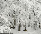 A completely snow-covered forest in winter