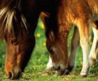 Mare andfFoal eating grass