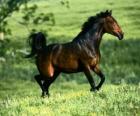 thoroughbred horse