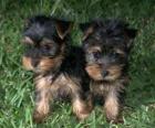 Yorkshire Terrier puppies