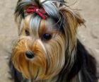 Yorkshire Terrier is a small dog breed of terrier type, developed in the 19th century in the historical area of Yorkshire, England