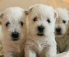 West Highland white terrier puppies