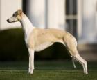 Whippet dog breed of British origin, slender and graceful