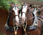 Two draft horses