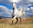White horse through the countryside