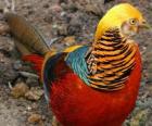 Golden Pheasant