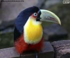 The toucan is a bird of feathers and beak of very striking colors