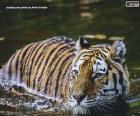 Tiger in the water