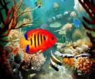 Tropical fish