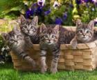 Four kittens in a basket