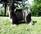 The Tibetan Terrier is not a member of the terrier group