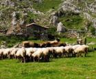 Shepherd tending his flock