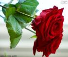 A beautiful rose