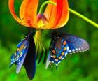 Two butterflies on a flower