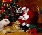 Several animals with Santa